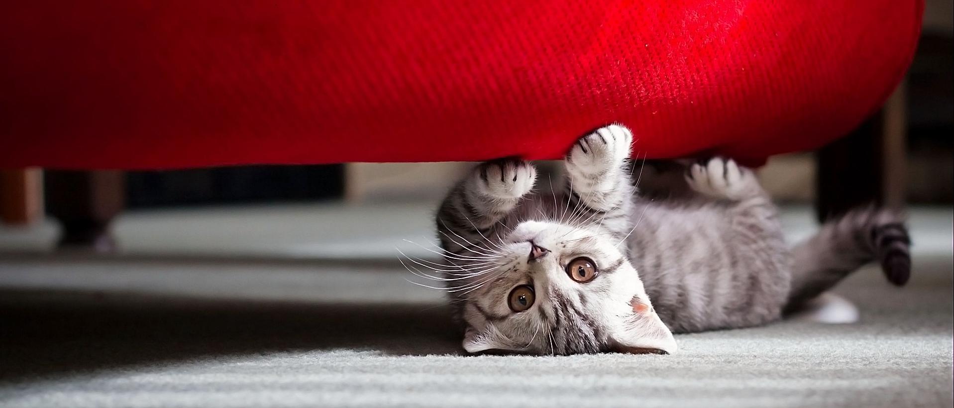 Как выбрать ткань для дивана, если у вас есть кошка?