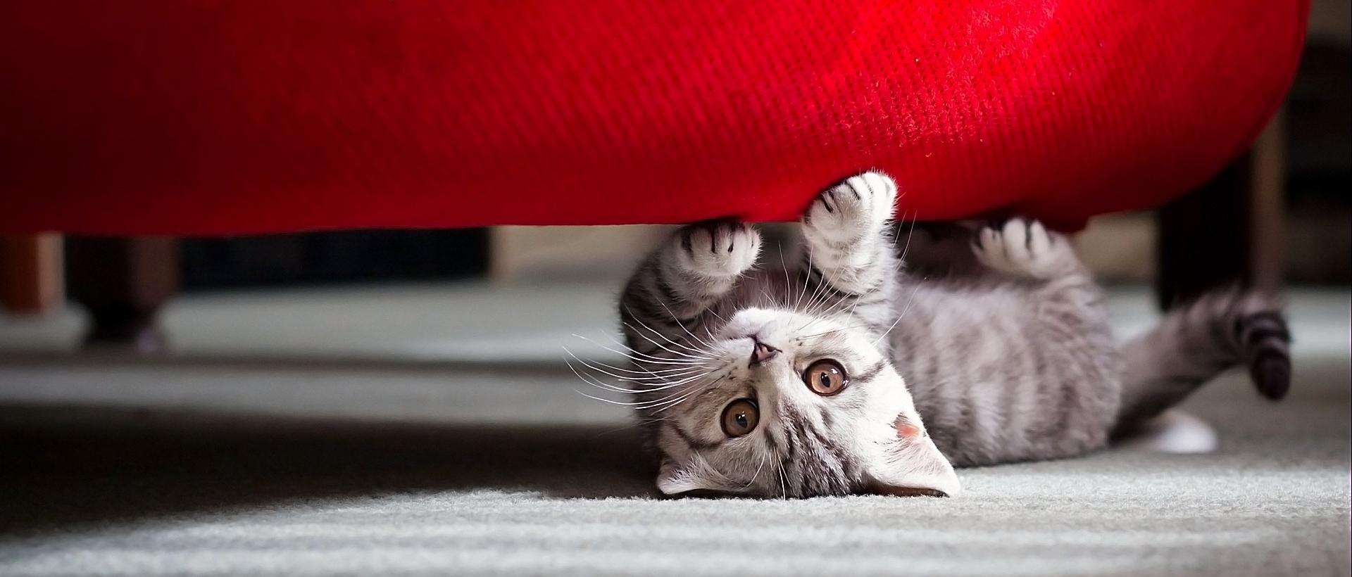 Как выбрать ткань для дивана, если у вас есть кошка?